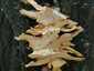 Sárga gévagomba (Laetiporus sulphureus), Duna-part